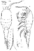 Espce Speleophria bunderae - Planche 1 de figures morphologiques