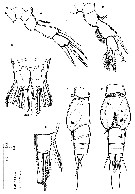 Espce Speleophria bunderae - Planche 2 de figures morphologiques