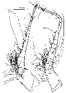 Espce Speleophria bunderae - Planche 3 de figures morphologiques