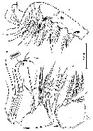 Espce Speleophria bunderae - Planche 5 de figures morphologiques
