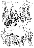 Espce Speleophria bunderae - Planche 6 de figures morphologiques