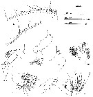 Espce Euchirella venusta - Planche 9 de figures morphologiques
