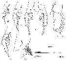 Espce Euchirella venusta - Planche 10 de figures morphologiques