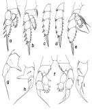 Espce Mesorhabdus paragracilis - Planche 2 de figures morphologiques