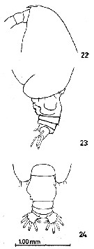 Espce Euchirella venusta - Planche 12 de figures morphologiques