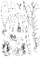 Espce Sinocalanus doerrii - Planche 1 de figures morphologiques