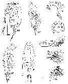 Espce Amallothrix invenusta - Planche 1 de figures morphologiques