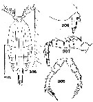 Species Candacia truncata - Plate 6 of morphological figures