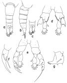Espce Mesorhabdus poriphorus - Planche 1 de figures morphologiques