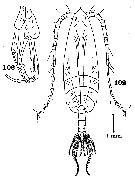 Espce Euchirella maxima - Planche 19 de figures morphologiques