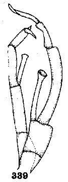 Espce Euchirella maxima - Planche 21 de figures morphologiques