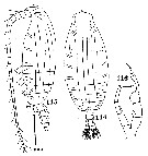 Espce Gaetanus kruppii - Planche 13 de figures morphologiques