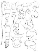 Espce Heterostylites submajor - Planche 1 de figures morphologiques