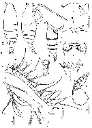 Espce Lutamator paradiseus - Planche 1 de figures morphologiques