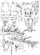 Espce Paracomantenna goi - Planche 1 de figures morphologiques