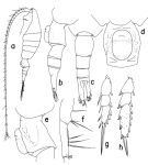 Espce Heterostylites longioperculis - Planche 1 de figures morphologiques