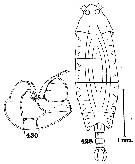 Espce Ivellopsis elephas - Planche 1 de figures morphologiques