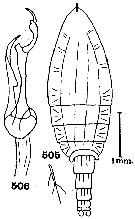 Espce Falsilandrumius angulifrons - Planche 2 de figures morphologiques