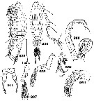 Espce Tortanus (Atortus) scaphus - Planche 5 de figures morphologiques