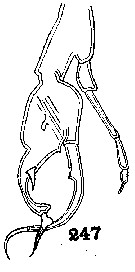 Espce Euchirella amoena - Planche 10 de figures morphologiques