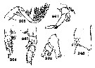 Espce Euchirella lisettae - Planche 7 de figures morphologiques
