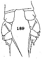 Espce Nullosetigera mutica - Planche 6 de figures morphologiques