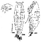 Espce Pontella danae - Planche 7 de figures morphologiques