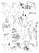 Espce Pseudeuchaeta brevicauda - Planche 9 de figures morphologiques