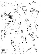 Espce Euchirella unispina - Planche 4 de figures morphologiques