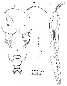 Espce Euchirella bella - Planche 9 de figures morphologiques