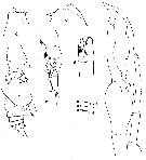 Espce Euchirella bitumida - Planche 9 de figures morphologiques