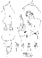 Espce Euchirella galeatea - Planche 6 de figures morphologiques