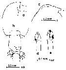 Espce Euchirella messinensis - Planche 18 de figures morphologiques