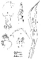 Espce Euchirella messinensis - Planche 19 de figures morphologiques