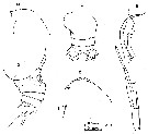 Espce Euchirella pulchra - Planche 11 de figures morphologiques