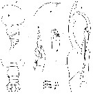 Espce Euchirella truncata - Planche 19 de figures morphologiques