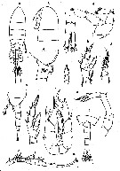 Espce Pseudodiaptomus marinus - Planche 10 de figures morphologiques