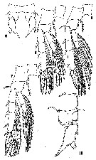 Espce Eurytemora richingsi - Planche 2 de figures morphologiques