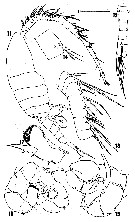 Species Eurytemora richingsi - Plate 3 of morphological figures