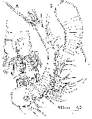 Espce Paramisophria mediterranea - Planche 5 de figures morphologiques