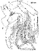 Espce Paramisophria mediterranea - Planche 6 de figures morphologiques