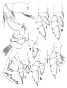 Espce Hemirhabdus grimaldii - Planche 2 de figures morphologiques
