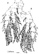 Espce Paramisophria mediterranea - Planche 9 de figures morphologiques