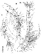 Espce Paramisophria bathyalis - Planche 2 de figures morphologiques