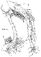 Espce Paramisophria intermedia - Planche 2 de figures morphologiques