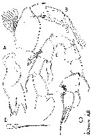 Species Paramisophria intermedia - Plate 3 of morphological figures