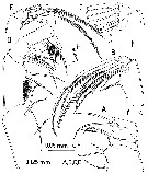 Espce Paramisophria intermedia - Planche 5 de figures morphologiques