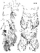 Espce Thompsonopia mediterranea - Planche 2 de figures morphologiques