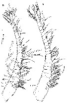 Espce Thompsonopia mediterranea - Planche 3 de figures morphologiques