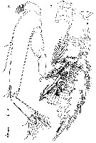 Espce Thompsonopia mediterranea - Planche 4 de figures morphologiques